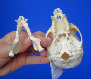 Vervet Monkey Skull (Female, 4x2.25) CITES P-000044854 - $119.99