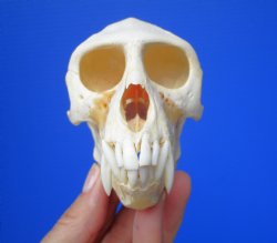 Male Vervet Monkey Skull (4-3/8x2-1/2") CITES P-000044854 - $169.99
