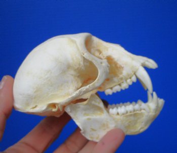 Male Vervet Monkey Skull (4-3/8x2-1/2") CITES P-000044854 - $169.99