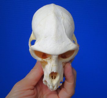 Male Vervet Monkey Skull (4-3/8x2-1/2") CITES P-000044854 - $169.99