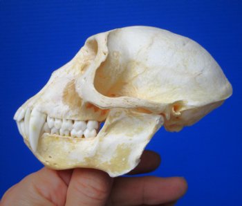 Male Vervet Monkey Skull (4-3/8x2-1/2") CITES P-000044854 - $169.99