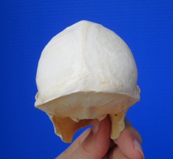 Male Vervet Monkey Skull (4-3/8x2-1/2") CITES P-000044854 - $169.99