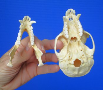 Male Vervet Monkey Skull (4-3/8x2-1/2") CITES P-000044854 - $169.99