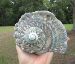 Natural Turbo Marmoratus (5-1/2"), Great Green Turban - Buy this one for $32.99