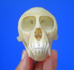 Male Vervet Monkey Skull (4.25x2.75) CITES P-000044854 - $169.99