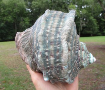 Natural Turbo Marmoratus (5-1/2"), Great Green Turban - Buy this one for $32.99