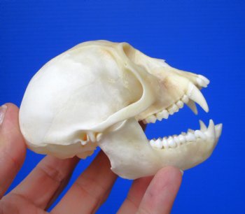 Male Vervet Monkey Skull (4.25x2.75) CITES P-000044854 - $169.99