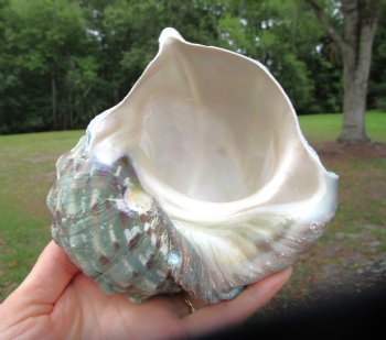 Natural Turbo Marmoratus (5-1/2"), Great Green Turban - Buy this one for $32.99