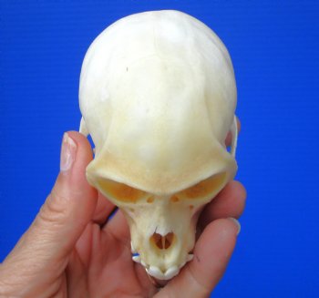 Male Vervet Monkey Skull (4.25x2.75) CITES P-000044854 - $169.99