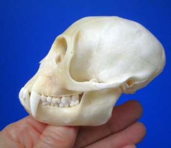 Male Vervet Monkey Skull (4.25x2.75) CITES P-000044854 - $169.99