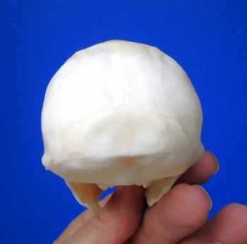 Male Vervet Monkey Skull (4.25x2.75) CITES P-000044854 - $169.99