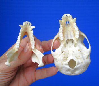 Male Vervet Monkey Skull (4.25x2.75) CITES P-000044854 - $169.99