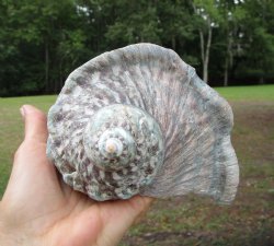Natural Turbo Marmoratus (5-1/2"), Great Green Turban - Buy this one for $32.99