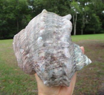 Natural Turbo Marmoratus (5-1/2"), Great Green Turban - Buy this one for $32.99