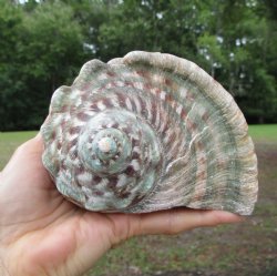 Natural Turbo Marmoratus (5-1/2"), Great Green Turban - Buy this one for $32.99