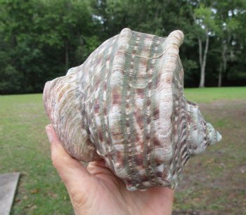 Natural Turbo Marmoratus (5-1/2"), Great Green Turban - Buy this one for $32.99