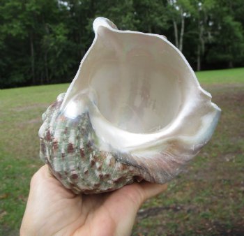 Natural Turbo Marmoratus (5-1/2"), Great Green Turban - Buy this one for $32.99