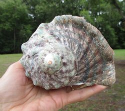 Natural Turbo Marmoratus (5"), Great Green Turban - Buy this one for $32.99
