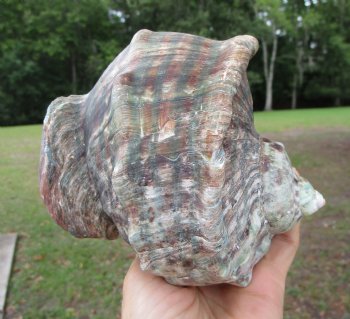 Natural Turbo Marmoratus (5"), Great Green Turban - Buy this one for $32.99
