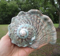 Natural Turbo Marmoratus (5-1/2"), Great Green Turban - Buy this one for $32.99