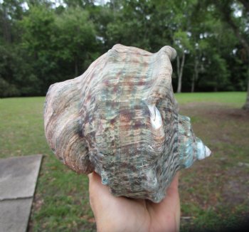 Natural Turbo Marmoratus (5-1/2"), Great Green Turban - Buy this one for $32.99