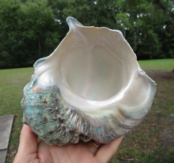 Natural Turbo Marmoratus (5-1/2"), Great Green Turban - Buy this one for $32.99