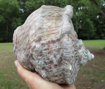 Natural Turbo Marmoratus (5-7/8"), Great Green Turban - Buy this one for $34.99