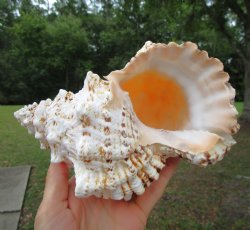 Giant Frog Shell, Tutufa bubo (7-5/8") - Buy this one for $14.99