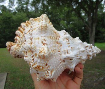 Giant Frog Shell, Tutufa bubo (7-5/8") - Buy this one for $14.99