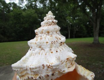 Giant Frog Shell, Tutufa bubo (7-5/8") - Buy this one for $14.99