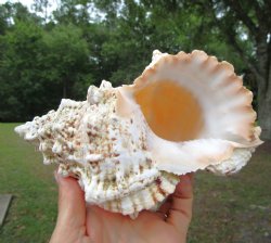Giant Frog Shell, Tutufa bubo (7-5/8") - Buy this one for $14.99