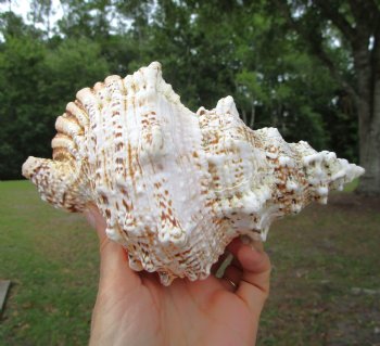 Giant Frog Shell, Tutufa bubo (7-5/8") - Buy this one for $14.99