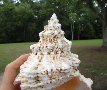 Giant Frog Shell, Tutufa bubo (7-5/8") - Buy this one for $14.99