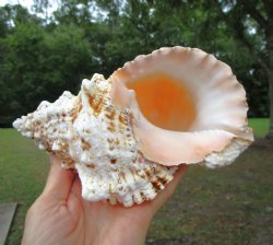 Giant Frog Shell, Tutufa bubo (7-3/4") - Buy this one for $14.99