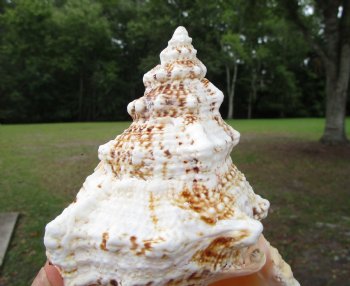 Giant Frog Shell, Tutufa bubo (7-3/4") - Buy this one for $14.99
