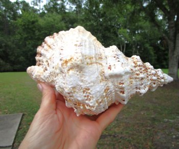 Giant Frog Shell, Tutufa bubo (7-3/4") - Buy this one for $14.99