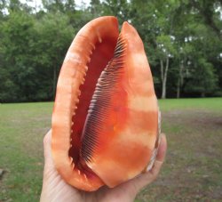 Red Cameo Bullmouth Helmet Shell (5.75") - Buy this one for $12.99