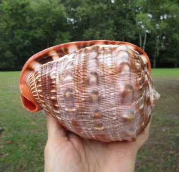 Red Cameo Bullmouth Helmet Shell (5.75") - Buy this one for $12.99