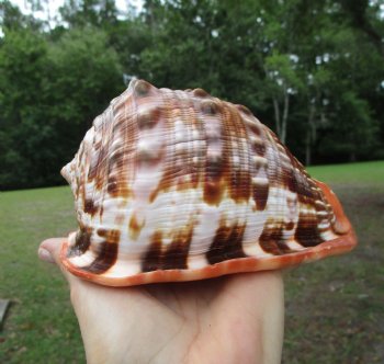 Red Cameo Bullmouth Helmet Shell (5.75") - Buy this one for $12.99