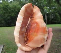 Red Cameo Bullmouth Helmet Shell (5.25") - Buy this one for $12.99