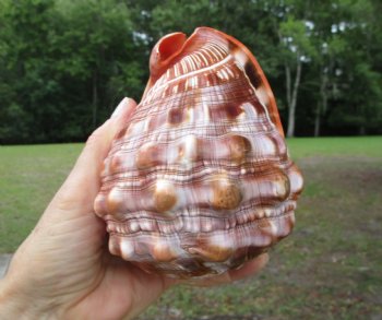 Red Cameo Bullmouth Helmet Shell (5.25") - Buy this one for $12.99