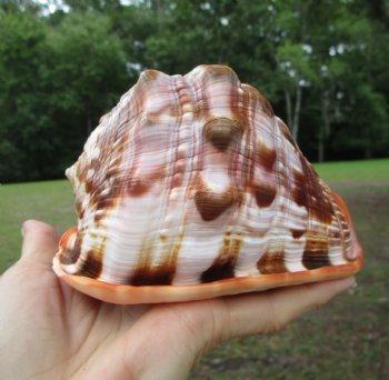Red Cameo Bullmouth Helmet Shell (5.25") - Buy this one for $12.99