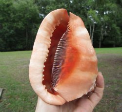 Red Cameo Bullmouth Helmet Shell (5.50") - Buy this one for $12.99