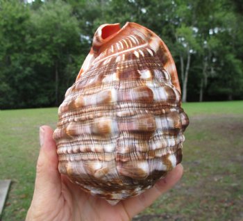 Red Cameo Bullmouth Helmet Shell (5.50") - Buy this one for $12.99
