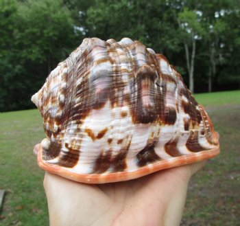 Red Cameo Bullmouth Helmet Shell (5.50") - Buy this one for $12.99