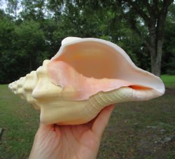 West Indian Chank Shell (8-1/4") - Buy this for $22.99