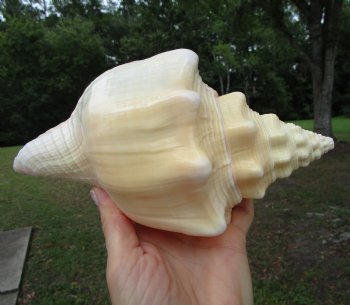 West Indian Chank Shell (8-1/4") - Buy this for $22.99