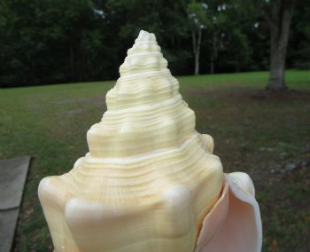 West Indian Chank Shell (8-1/4") - Buy this for $22.99