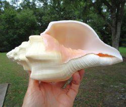 West Indian Chank Shell (8-7/8") - Buy this for $22.99