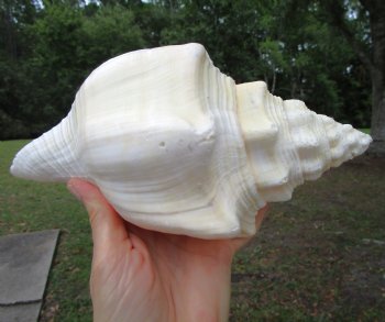 West Indian Chank Shell (8-7/8") - Buy this for $22.99